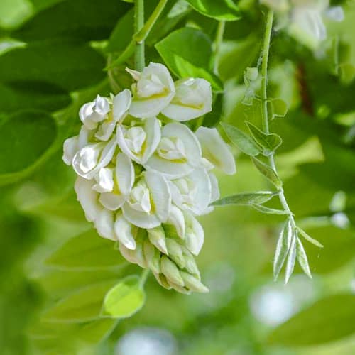 Wisteria frutescens Nivea, С2 obrázok 1 artikel 8278