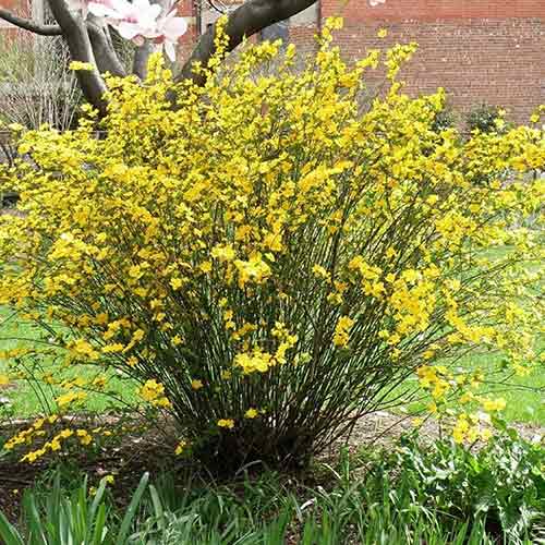 Zákula japonská Golden Guinea obrázok 1 artikel 9587