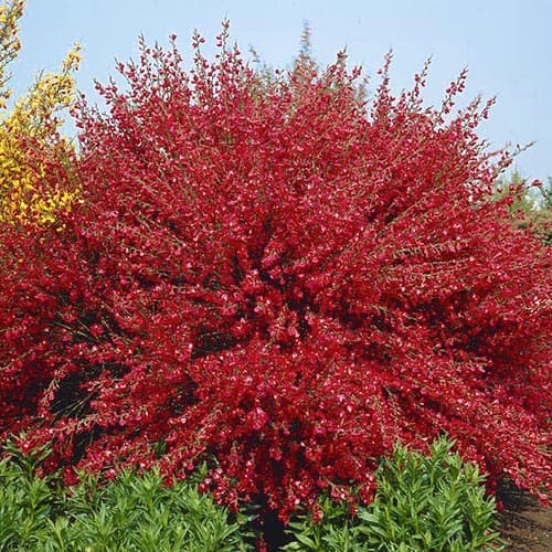 Zanoväť Boskoop Ruby artikel fotografia 1 Zanoväť Boskoop Ruby obrázok 1 artikel 76689