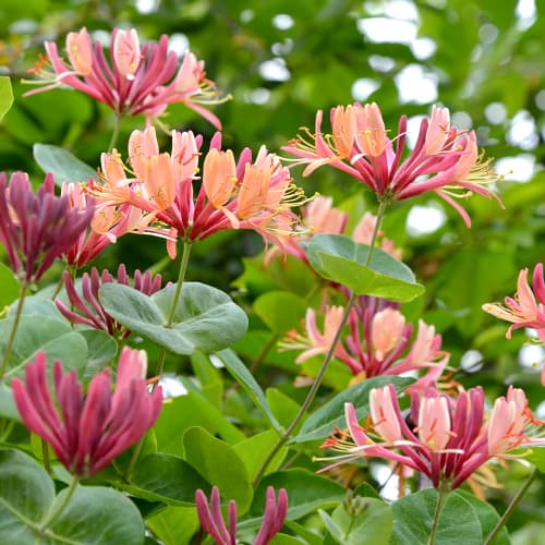 Zemolez American Beauty, P9 obrázok 1 artikel 9046