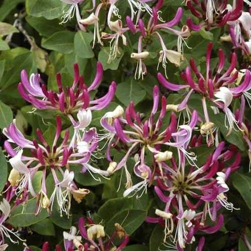 Zemolez Fragrant Cloud PBR, С2 obrázok 1 artikel 8230