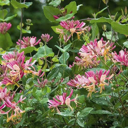 Zemolez Goldflame, С2 obrázok 1 artikel 8231