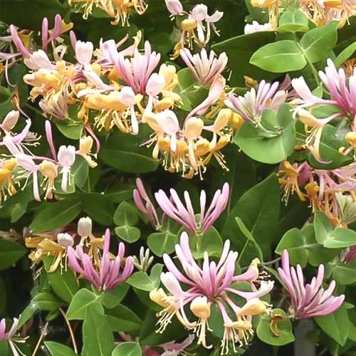 Zemolez Inga, С2 obrázok 1 artikel 8228