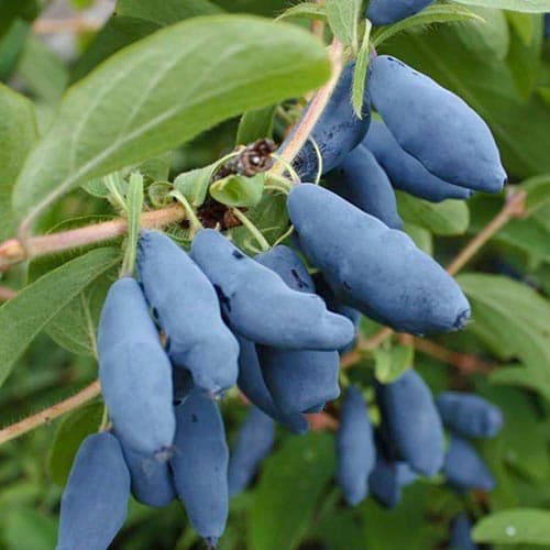 Zemolez kamčatský Doch Velikana obrázok 1 artikel 4697