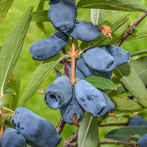 Zemolez kamčatský Honeybee, P9 obrázok 1 artikel 1586