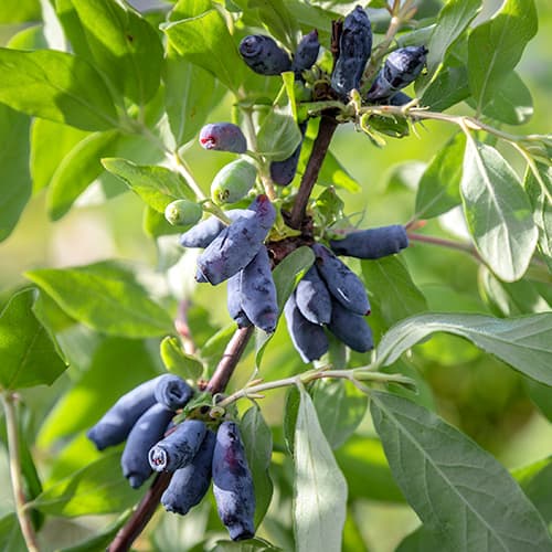 Zemolez kamčatský Morena obrázok 1 artikel 9308