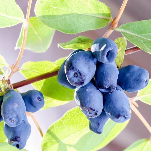 Zemolez kamčatský Sinogłaska, P9 obrázok 1 artikel 9228