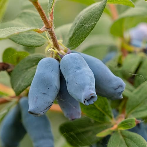 Zemolez kamčatský Duet, P9 obrázok 1 artikel 9227