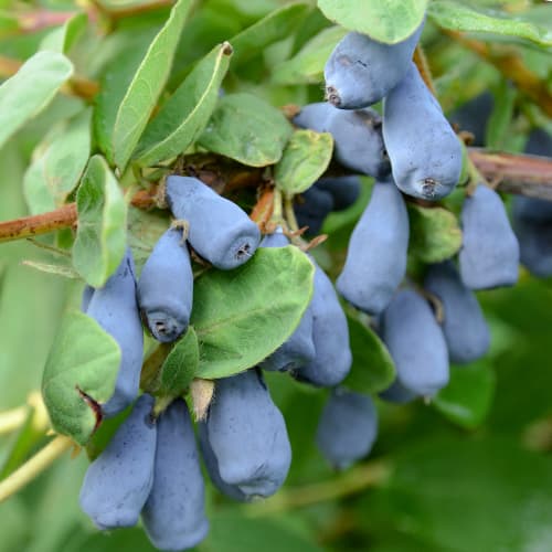 Zemolez kamčatský Wojtek, P9 obrázok 1 artikel 9328