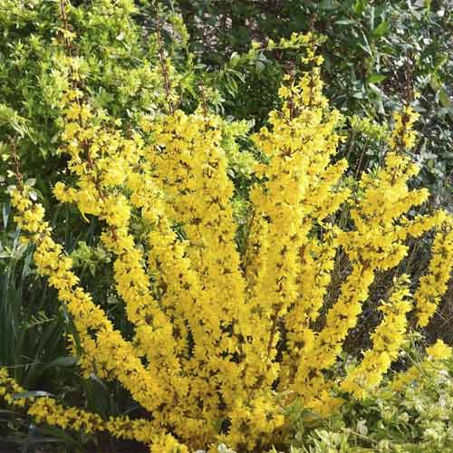 Zlatý dážď Mikador PBR, C3 obrázok 1 artikel 8537