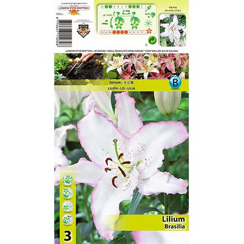 Ľalia Brasilia obrázok 1 artikel 70424