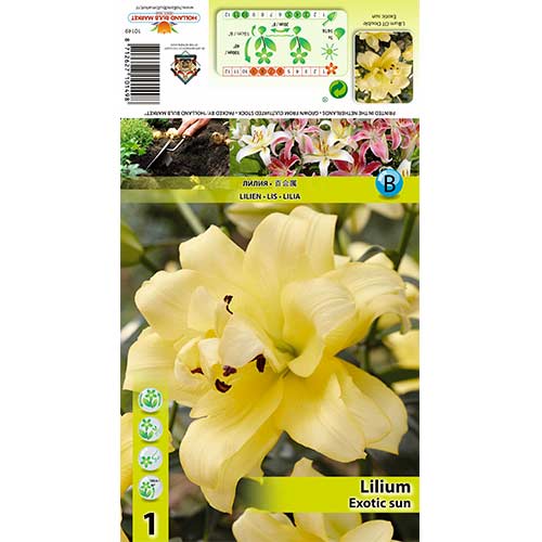 Ľalia Exotic Sun artikel fotografia 1 Ľalia Exotic Sun obrázok 1 artikel 70429