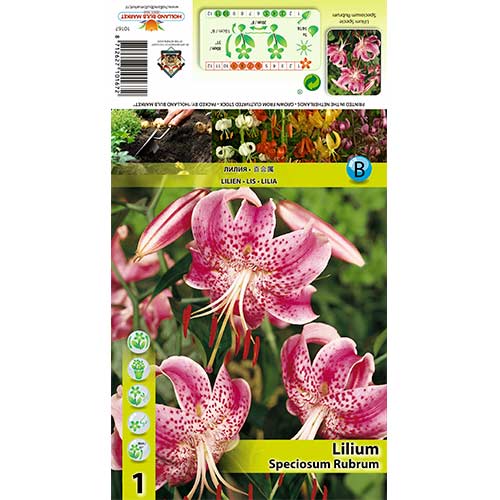 Ľalia Speciosum Rubrum artikel fotografia 1 Ľalia Speciosum Rubrum obrázok 1 artikel 70438