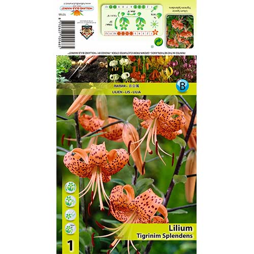 Ľalia Tigrinum Splendens artikel fotografia 1 Ľalia Tigrinum Splendens obrázok 1 artikel 70439