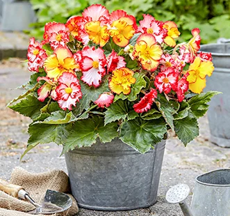 Cibuľky jarných kvetov