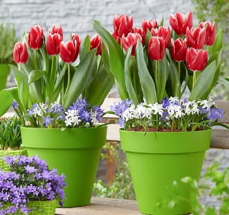 Cibuľky Star Capperline