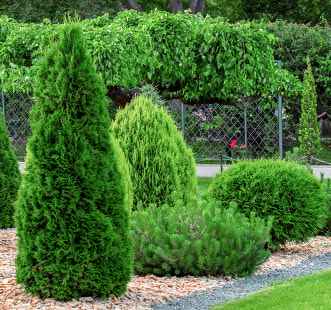 Ihličnaté rastliny