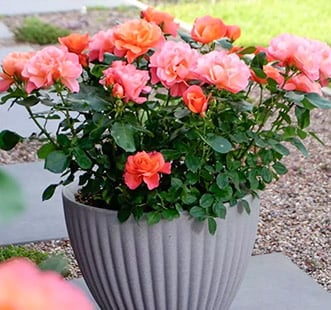 Ruže na balkón, terasu