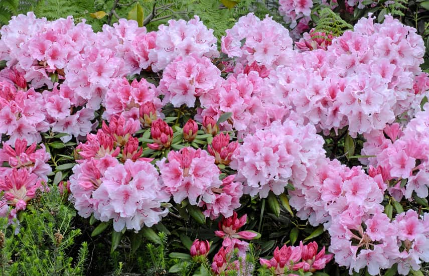 Čo zasadiť vedľa rododendronu?