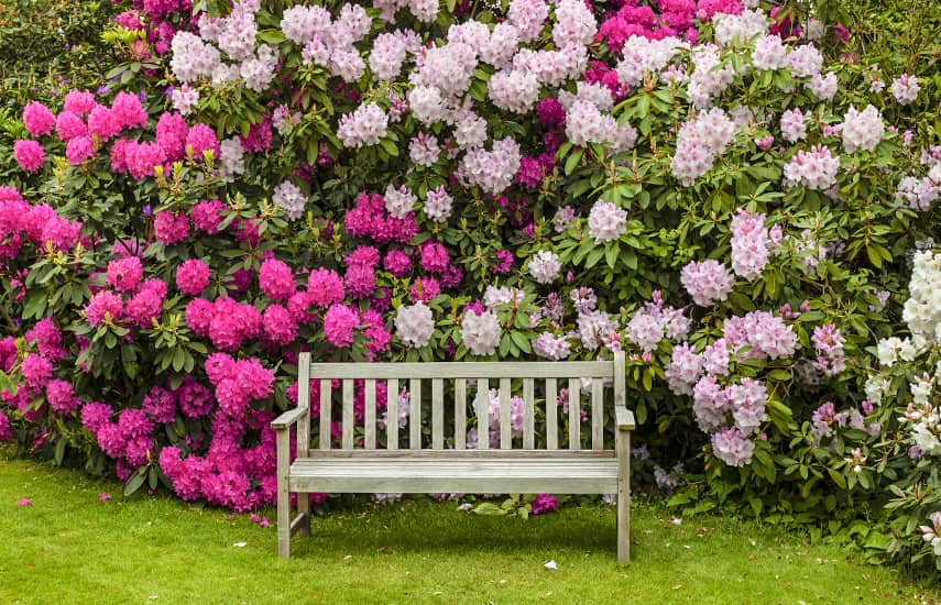 Čo zasadiť vedľa rododendronu?