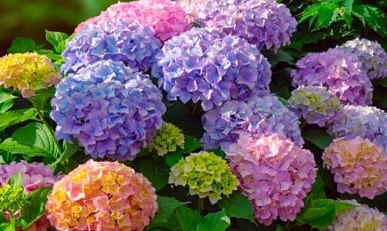 Hortenzia | Gradinamax