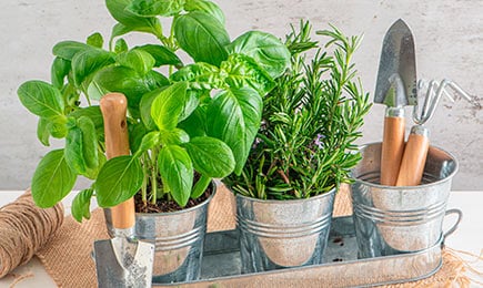 Korenisté, aromatické, bohaté na vitamíny | Gradinamax