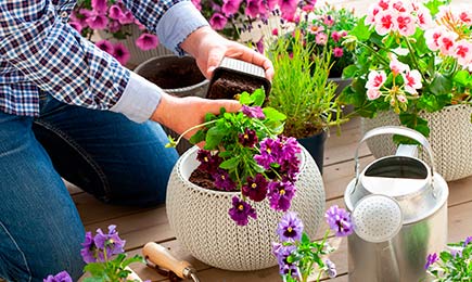 Pokles ceny kvetov | Gradinamax