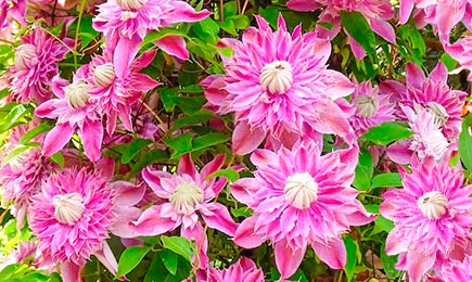 Kvitnúce obry | Gradinamax