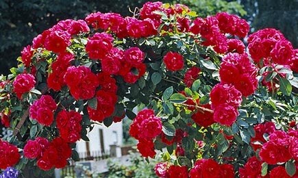 Pestrofarebné ruže | Gradinamax