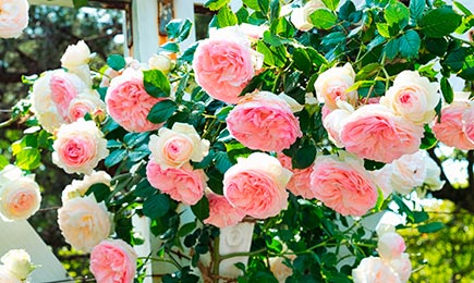 Ruže nežných farieb | Gradinamax