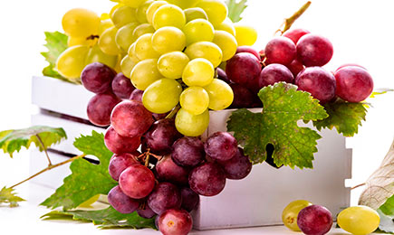 Vaša vlastná vinica | Gradinamax