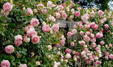 Zamatové ruže | Gradinamax