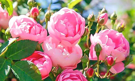 Zamatové ruže | Gradinamax